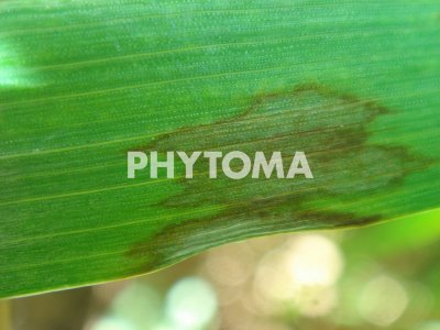 Rhynchosporium secalis